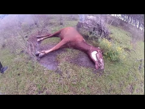 تعذيب مروع للأحصنة الحوامل في أميركا