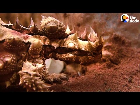 حيوان صحراوي يشرب من قدميه