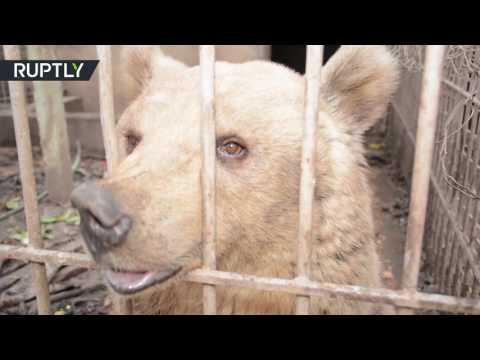 مشاهد مؤلمة في حديقة الحيوان في الموصل