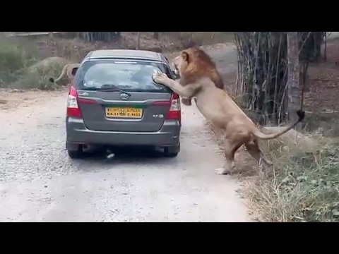 لحظة هجوم أسد على سيارة سفاري في الهند