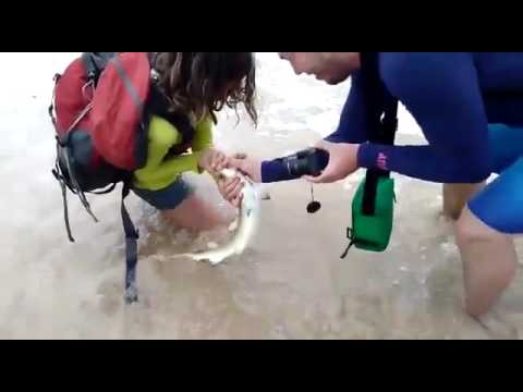 مشاهد مرعبة لمحاولة التقاط صورة شخصية مع قرش