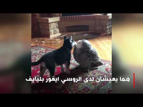 شاهد جرو وبومة ثلجية تجمعهما صداقة غريبة