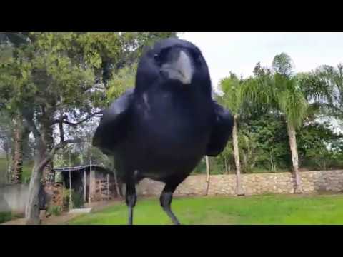 شاهد غراب يعتبر نفسه