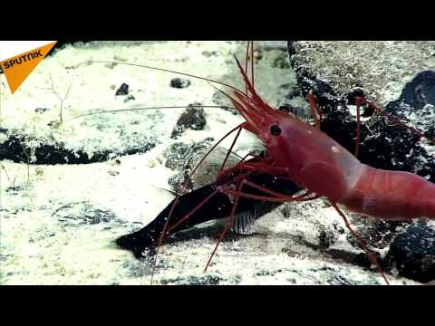 شاهد جمبري يظهر الجانب المتوحش من شخصيته