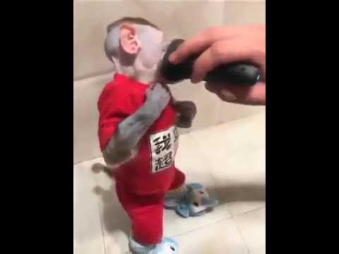 بالفيديو أطرف لقطة لقرد يحلق ذقنه