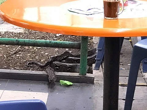 شاهد رد فعل رجل لحظة اقتحام أفعى مطعمًا يتناول العشاء فيه