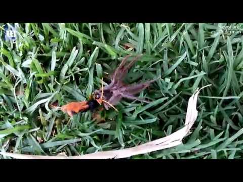 شاهد نهاية مأساوية لمعركة عنكبوت ودبور