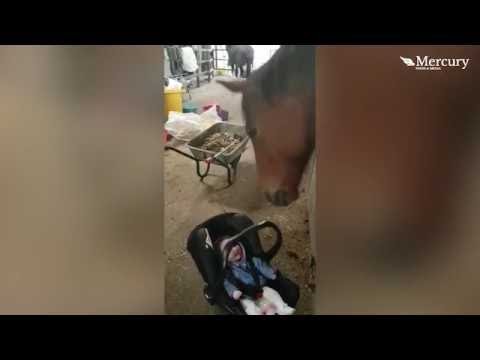 رد فعل طفل يرى حصانًا لأول مرة