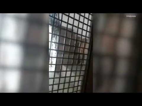 نمر يهاجم أسرة داخل منزلها في الهند