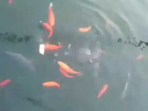 شاهد فأر يسرق طعام أسماك بطريقة طريفة