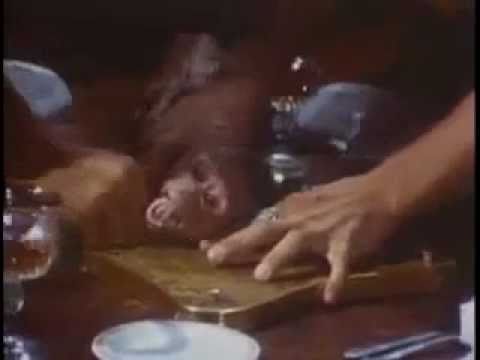 شاهد أرستقراطيون يقتلون قردًا لتناول مخه