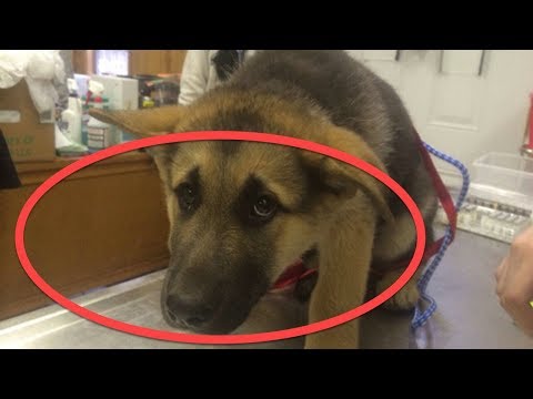 شاهد شيء محير يفعله الكلب كل ليلة