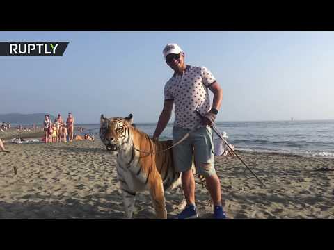 شاهد نمر أليف على شاطئ مدينة روسية