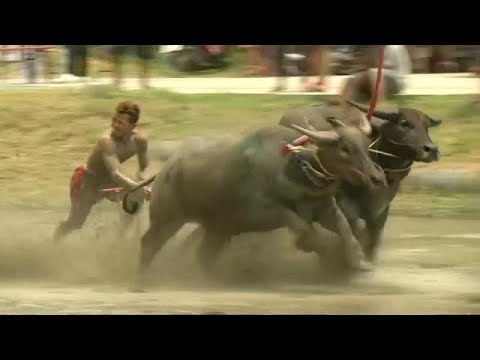 شاهد افتتاح سباق الجاموس السنوي في تايلاند