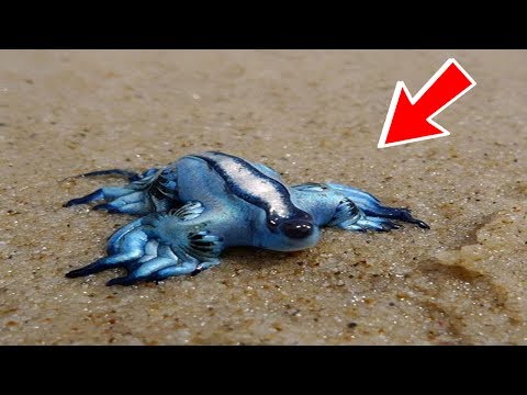 شاهد أخطر الحيوانات السامة في العالم