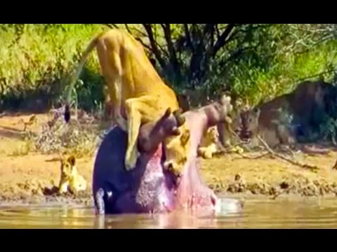 رد فعل أسد انفجر في وجهه فرس نهر نافق