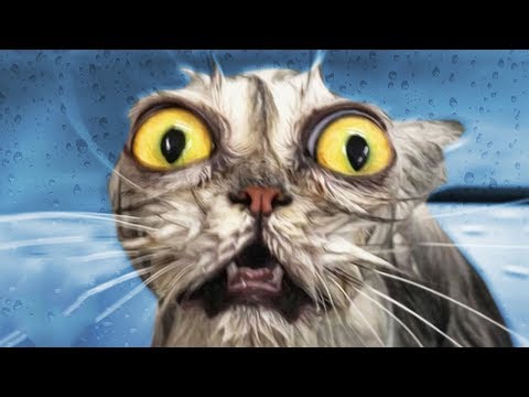 لماذا تكره القطط المياه