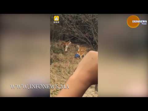 شاهد رجل تفترسه النمور داخل حديقة في الصين