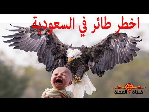 تعرف على أخطر طائر في العالم نسر جيفرين