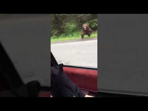 فيل يسرق كاميرا ويسير بها أمتار عدّة