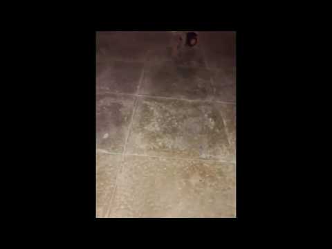 شاهد شاب ينجح في علاج قطة مشلولة وإعادة قدرتها على المشي