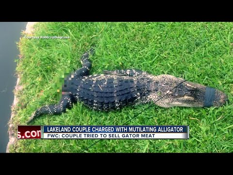 شاهد القبض على زوجين أميركيين بسبب قتل التماسيح