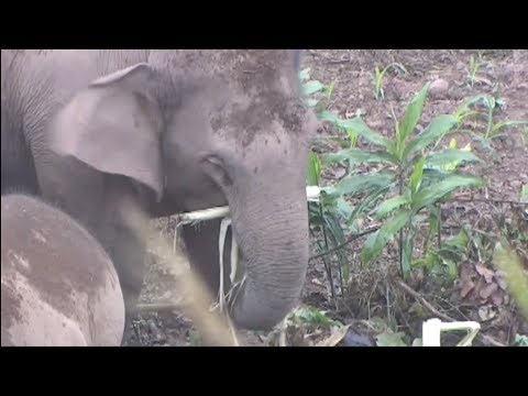 شاهد الأفيال لص تبدع في سرقة المحاصيل الزراعية