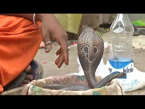 الهندوس يمجدون ثعبان الكوبرا