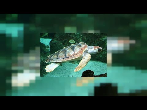 صغار السلاحف تخرج للاستجمام في شواطىء تركيا