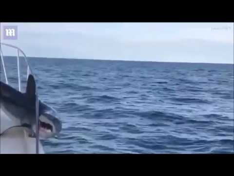 سمكة قرش محشورة في قارب صيد تثير الرعب