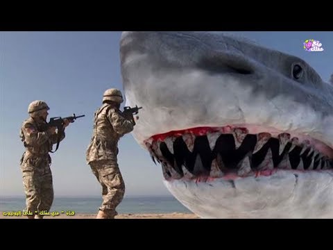سمكة قرش تنقذ حياة رجل