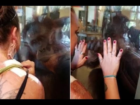 رد فعل قرد فضولي يرى آثار حروق على جسد امرأة