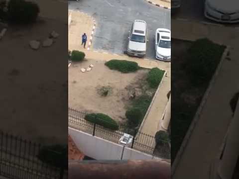 قرد صغير يمنع المواطنين من دخول أحد الفنادق في الطائف