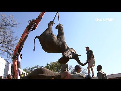 لحظة نقل مئات الأفيال الأفريقية إلى أماكن آمنة