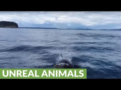 ظهور مفاجئ للحوت القاتل قرب السواحل الكندية