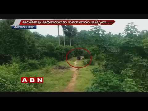 بعد اقتحام الأفيال إلى قرى الهند جاء الدور على الدببة