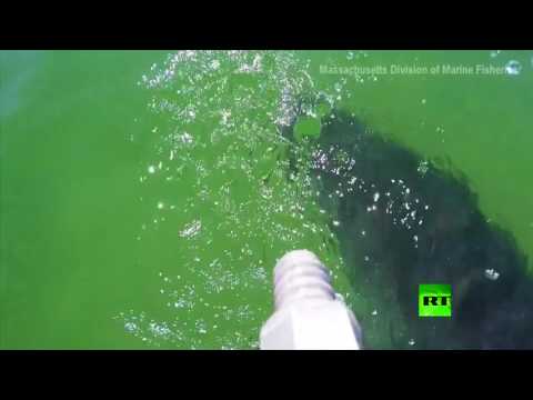 لحظة هجوم سمكة قرش ضخمة في المياه الأميركية