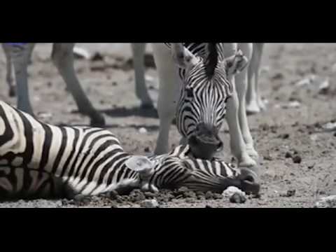 حمار يحاول إفاقة أنثى توفيت بعد ولادتها