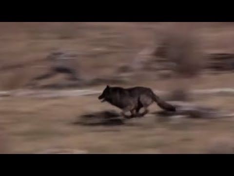 تحرير 14 ذئبًا بعد غياب طويل عن بيئتهم الحقيقية