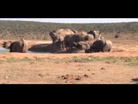 شاهد قطيع يتعاون لإنقاذ فيل صغير من حفرة مياه