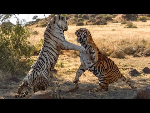 شاهد نمر يصارع أخر في معركة تعد الأشرس من نوعها