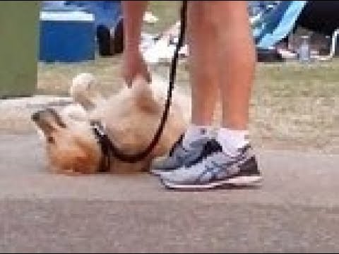 شاهد كلب يخدع صاحبه مدعيًا الموت