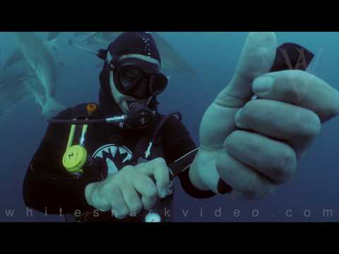 شاهد لقطات غريبة لغطاس يقطع يده في مياه مليئة بأسماك القرش