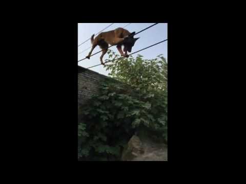 شاهد كلب يمشي على حبل رفيع بمهارة مدهشةشاهد كلب يمشي على حبل رفيع بمهارة مدهشة