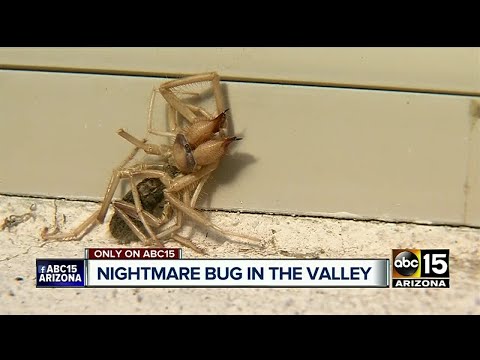 شاهد مخلوق عجيب نصف عنكبوت ونصف عقرب