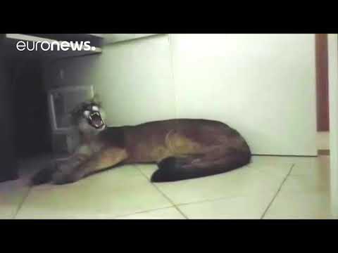 أسد يقتحم شركة ويصيب الموظفين بالهلع