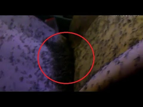 شاهد سرب ناموس يسيطر على سيارة رجل