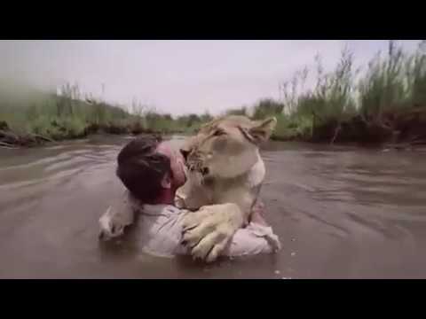 شاهد رجل يقبل ويحتضن أسدين