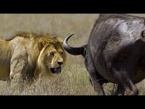 شاهد رد فعل ثور عندما واجه قطيع من الأسود