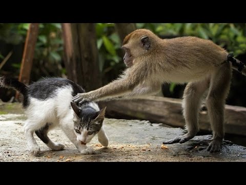 شاهد أفضل وأطرف المقاطع الكوميدية للحيوانات